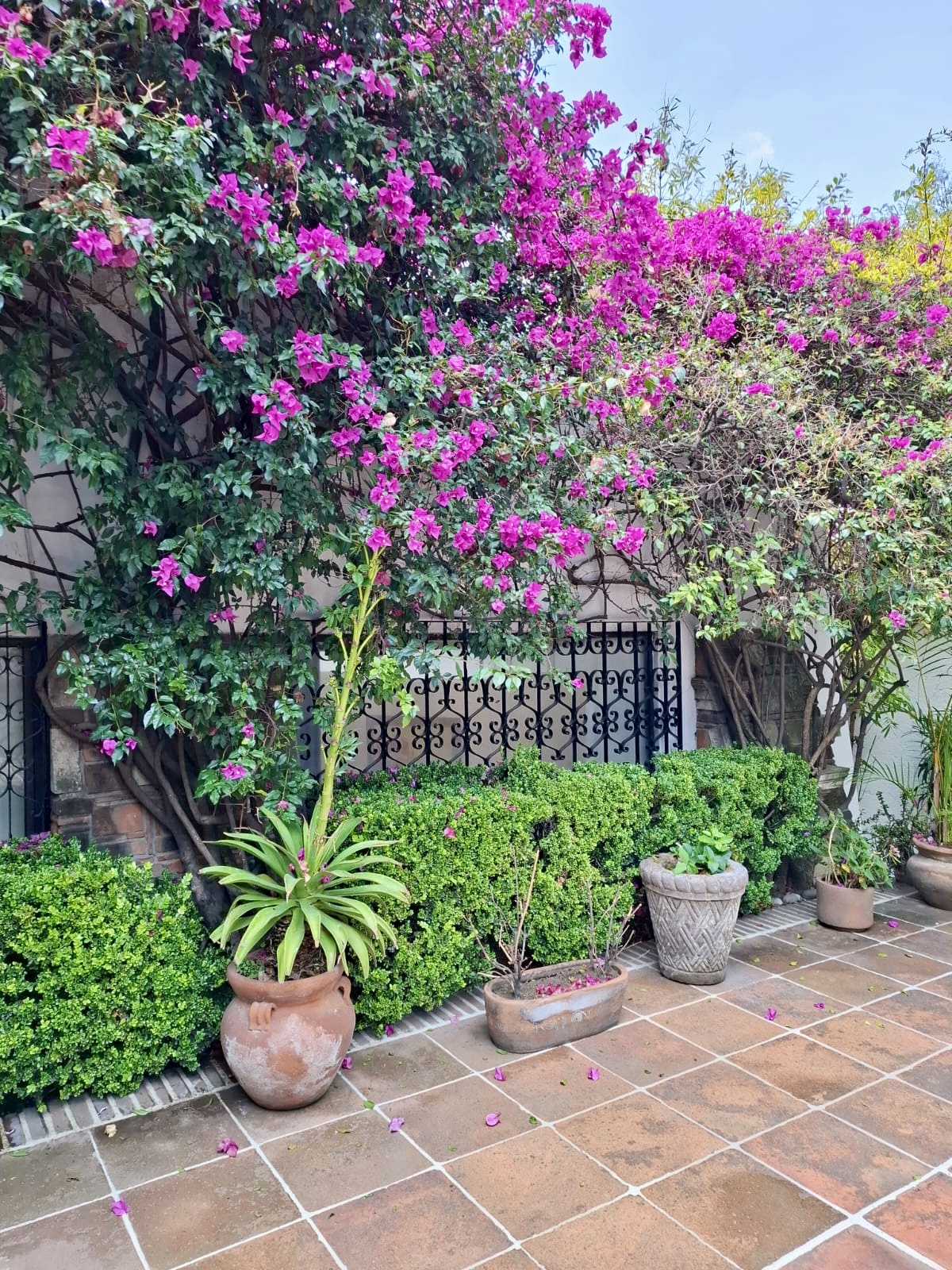 Patio con bugambilias en flor y herrería forjada